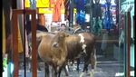 Foto: Sapi-sapi yang Mendadak Nyelonong Masuk Toko Baju