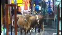 Menurut Jevajothy, sapi itu adalah pembawa keberuntungan untuk toko yang baru dibukanya 3 bulan. Sapi tersebut diyakini sebagai simbol Dewi Lakshmi, dewi keberuntungan pembawa rezeki.  (Foto: Facebook Sepul Lupes)