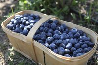 Ahli Gizi Ini Sebut Label 'Superfood' Sia-sia, Apa Maksudnya?