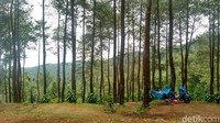 Hutan pinus ini ramai di akhir pekan. Pengunjungnya bisa mencapai 500 orang pengunjung. Jam operasionalnya dari pagi sampai dengan pukul 17.00. (Dadang/detikTravel)