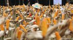Panen Raya Jagung di Tuban, Jokowi Semringah