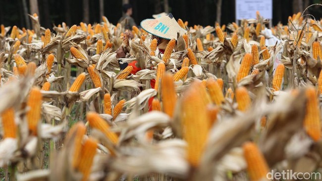 Izin Impor Terbit, 100.000 Ton Jagung Brasil dan Argentina Serbu RI
