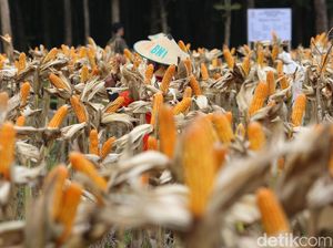 Produksi Jagung Tahun Ini Diprediksi Anjlok 10%, Impor Jadi Pilihan