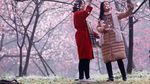 Cantiknya Sakura Bermekaran di China