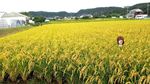 Foto: Lihat Lagi Manekin Penjaga Sawah di Jepang
