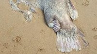 John mengatakan bahwa mereka mengunggah foto ikan itu di sebuah forum lokal di media sosial untuk mengetahui apakah ada yang bisa mengidentifikasi makhluk tersebut. (Foto: Dok. Riley Lindholm via ABC News)