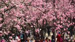 Cantiknya Sakura Bermekaran di China