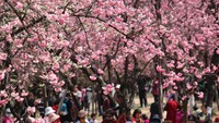 Selain di Wuhan, sakura juga bermekaran di Kunming, Yunnan