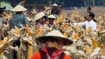 Panen Raya Jagung di Tuban, Jokowi Semringah