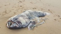 Saya pikir itu mungkin ikan kerapu, melihat bentuk kepala ikan itu mungkin masih merupakan bagian dari ikan kerapu, tapi itu sepertinya tidak sesuai dengan apa yang orang lain katakan kepada saya. (Foto: Riley Lindholm)
