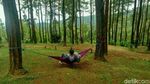 Foto: Hutan Pinus Instagramable dari Ciamis
