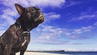 Bulldog kecil ini lagi mikirin apa ya? Kamu nggak mau duduk bareng melihat pantai bersama anjing lucu ini? (rodneyandernie/Instagram)