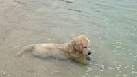 Duh, nyaman banget kayaknya bermain air di pantai? Gemasnya minta ampun! (cutest/Instagram)