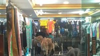 Pemilik toko yang bernama PR Naidu Jevajohty menyebut kedatangan sapi-sapi itu sebagai kejutan yang tidak terlupakan. Bukannya sebal, dia malah senang (Foto: Facebook Sepul Lupes)