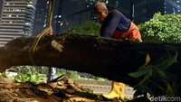 detikcom menyusuri Jalan Sudirman-Thamrin pada pukul 23.15 WIB. Pantauan di lokasi, sedang ada proses pemindahan pohon di kawasan tersebut, tepatnya di depan gedung Wisma Bumiputera, Jalan Jenderal Sudirman.