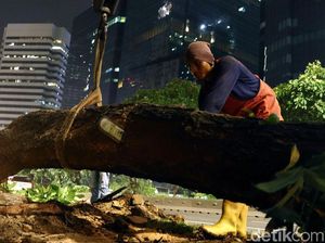 Begini Proses Pemindahan Pohon di Sudirman-Thamrin