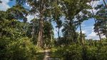 Foto: Ross Island, Pulau Hantu yang Bangunannya Dimakan Hutan