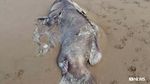 Penampakan Ikan Kerapu Raksasa Misterius di Pantai Queensland