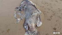 John dan Riley Lindholm menemukan bangkai ikan itu saat sedang berjalan menyusuri Pantai Moore Park pada hari Selasa (6/3/2018) siang. (Foto: Dok. Riley Lindholm via ABC News)