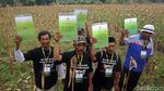 Panen Raya Jagung di Tuban, Jokowi Semringah