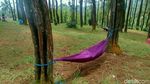 Foto: Hutan Pinus Instagramable dari Ciamis