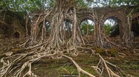 Dikutip dari BBC, Jumat (9/3/2018), Pulau Ross dulunya merupakan sebuah permukiman Inggris. Kini Pulau Ross diambil alih oleh pemiliknya yang sah: alam. (Foto: Dok. Neelima Vallangi via BBC)