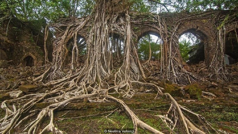 440 Koleksi Hantu Hutan HD