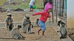 Kenalan dengan Samarth Mowgli, Bocah yang Akrab dengan Monyet