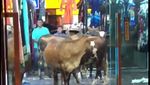 Foto: Sapi-sapi yang Mendadak Nyelonong Masuk Toko Baju