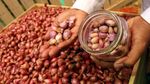Wapres JK Buka Jakarta Food Security Summit