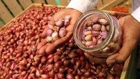 Beberapa komoditi dipajang selama pameran tersebut, seperti bawang merah ini. Foto: dok. Wapres JK