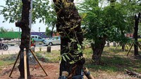 Sebelum ditanam, batang pohon dipotong agar ringan saat dibawa.  (Eva-detikcom)