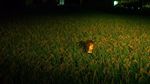 Foto: Lihat Lagi Manekin Penjaga Sawah di Jepang