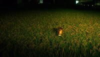 Apalagi saat berkendara di malam hari dan cahaya lampu mobil menyoroti manekinnya, bikin jantungan! (Dennis Doucet/CNN Travel)