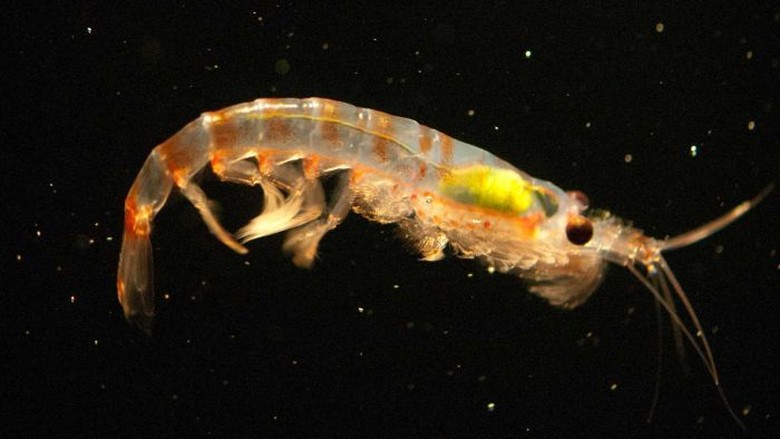 Krill Udang Kecil Jadi Senjata Ampuh Atasi Sampah Plastik