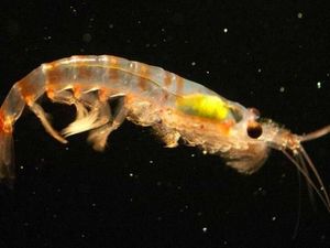 Krill, Udang Kecil Jadi Senjata Ampuh Atasi Sampah Plastik