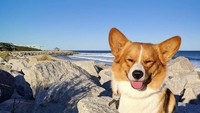 Anjing bernaam Teddy ini terlihat sangat menikmati angin pantai. Huusshh...(teddyythecorgi/Instagram)