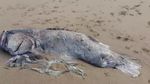 Penampakan Ikan Kerapu Raksasa Misterius di Pantai Queensland