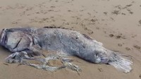 Bangkai seekor ikan raksasa yang panjangnya hampir 2 meter dengan berat sekitar 150 kilogram ditemukan oleh beberapa warga yang berjalan-jalan di pantai Bundaberg di Queensland selatan, Australia.  (Foto: Dok. Riley Lindholm via ABC News)