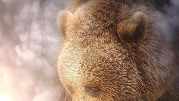 Tatapan beruang melihat manusia yang mungil. (Foto: Ebenism)