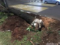 Pohon di Sudirman-Thamrin Mulai Dipindah Sejak Minggu Lalu