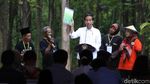 Panen Raya Jagung di Tuban, Jokowi Semringah