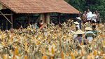 Panen Raya Jagung di Tuban, Jokowi Semringah