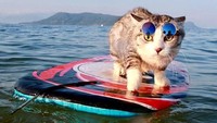 Siapa yang mau berselancar dan berenang bersama kucing keren asal Jepang ini?(noraneko_nyankichi/Instagram)