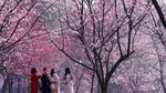 Cantiknya Sakura Bermekaran di China