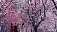 Bunga sakura tampak bermekaran di Taman East Lake Cherry Blossom di Wuhan