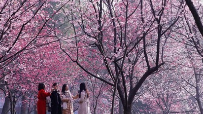 Cantiknya Sakura Bermekaran di China