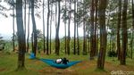 Foto: Hutan Pinus Instagramable dari Ciamis