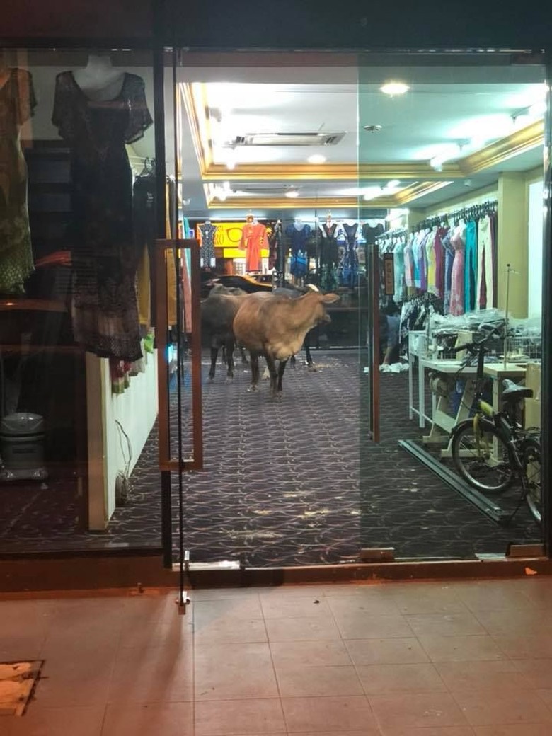 Viral Foto Sapi Mendadak Masuk ke Toko Baju, Ini Cerita di Baliknya Viral Foto Sapi Mendadak Masuk ke Toko Baju, Ini Cerita di Baliknya