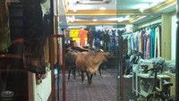 Lima ekor sapi mendadak masuk ke sebuah toko di Malaysia.  Peristiwa ini terjadi di Sentul, Kuala Lumpur, Malaysia pada Senin (5/3)  (Foto: akun Facebook Sepul Lupes)